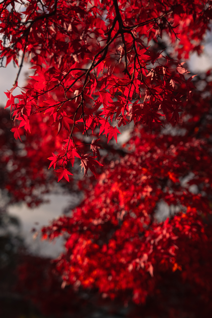 奈良公園にて