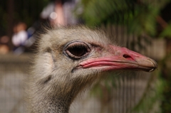 神戸市立王子動物園にて