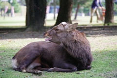 めぇぇぇ～っ　奈良公園にて