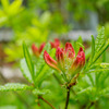 レンゲツツジもうすぐ開花