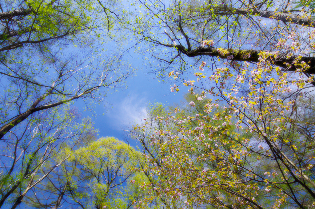 夢の森～山桜咲く