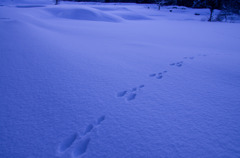 棚田雪原