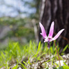 カタクリの花