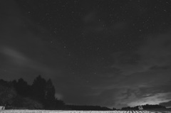 夜中のキャベツ畑