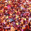 Fallen leaves