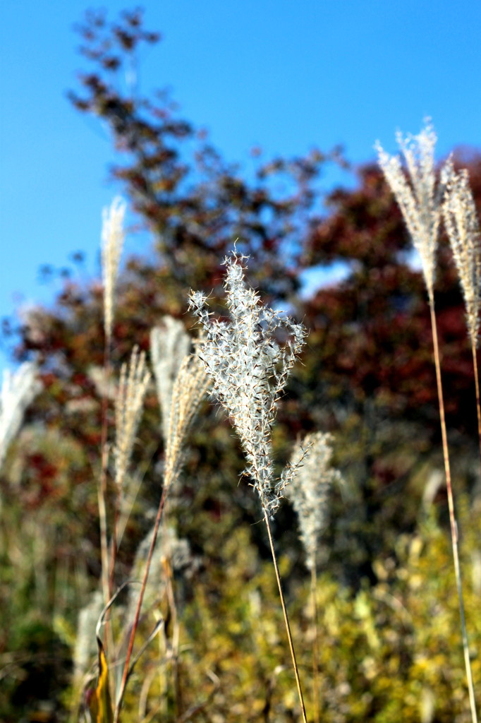 尾花