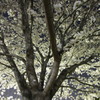 この木何の木さくらの木