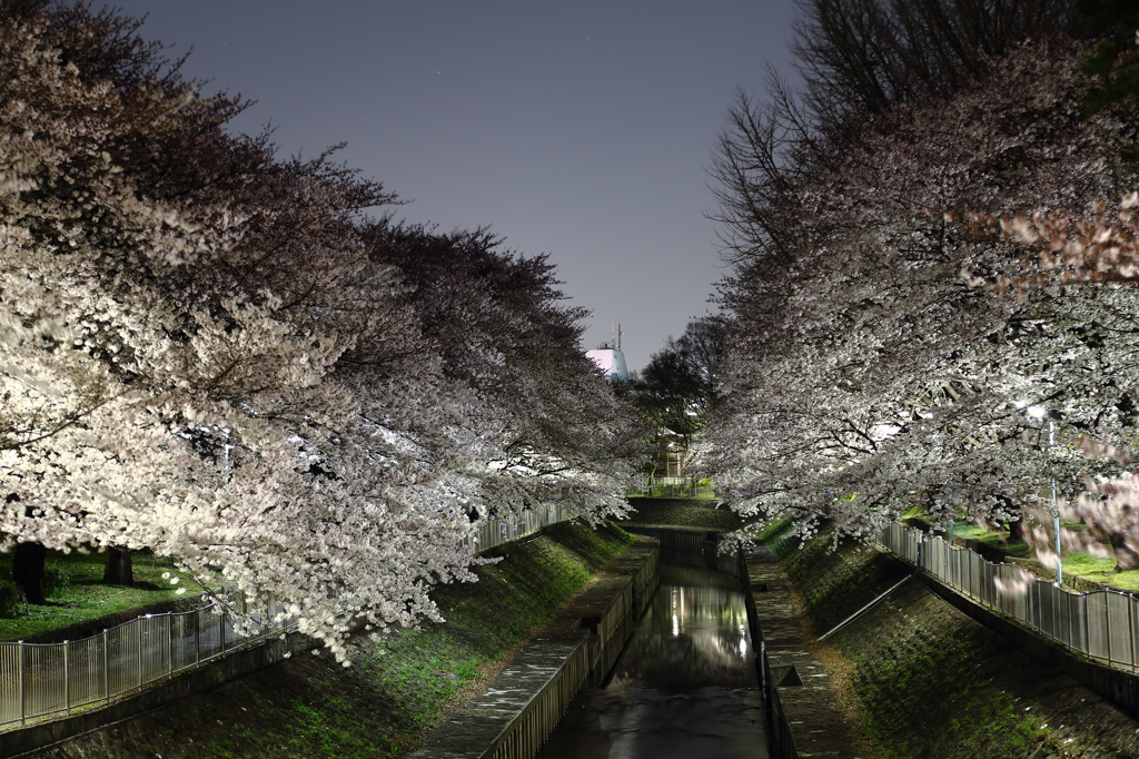 善福寺川と夜桜　