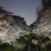 善福寺川と夜桜　