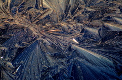 frost flowers 