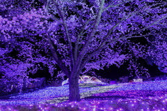 紫桜