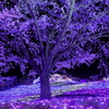 紫桜