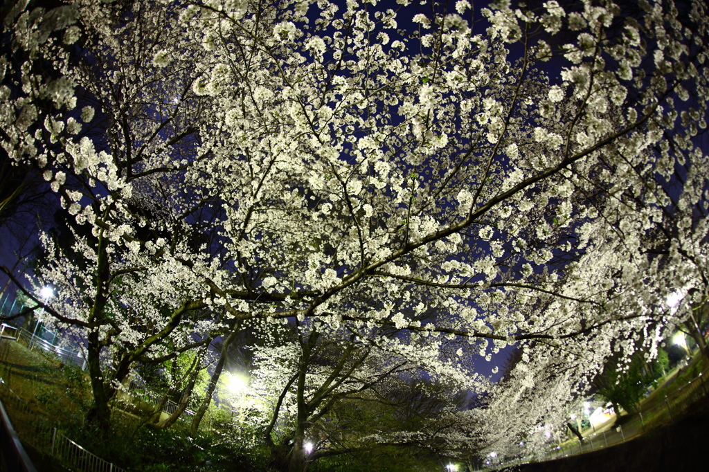 都心の桜星