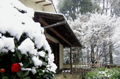 雪の大田黒公園