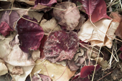 Fallen leaves　１