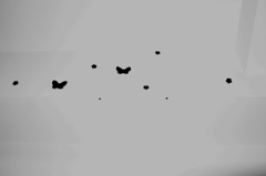 フラッシュ　バルブ　ちょうちょ