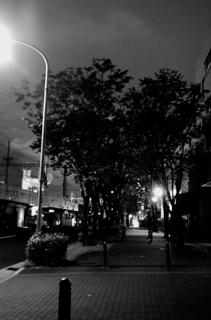 街灯と樹と歩道
