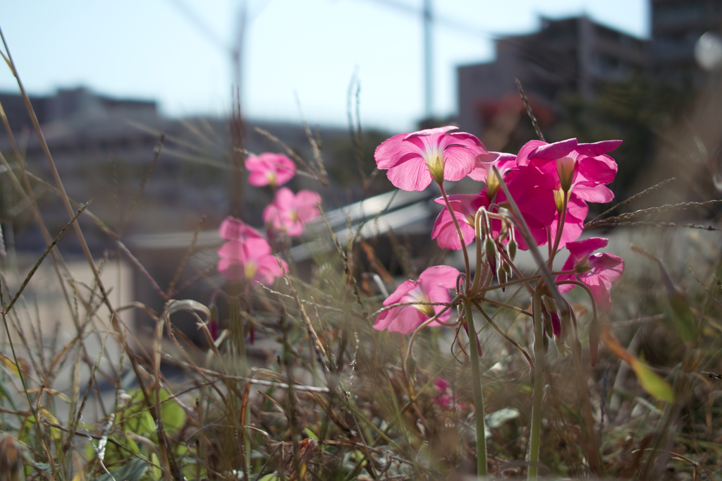 同じカメラで撮ったとは思えない・・・