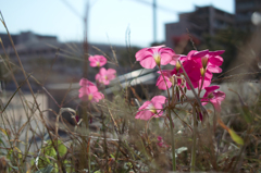 同じカメラで撮ったとは思えない・・・