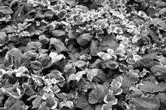 道路脇の葉っぱ