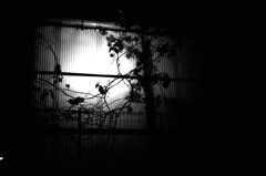 シャドープレイ