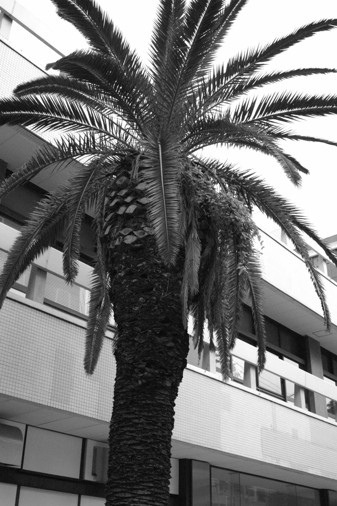 大きな南国的な樹　三ノ宮