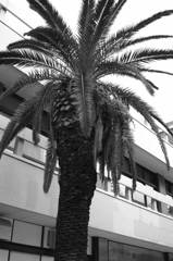 大きな南国的な樹　三ノ宮