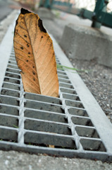 Fallen leaves　２