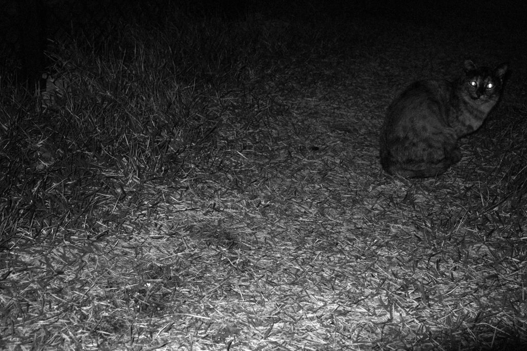 フラッシュ　バルブ　むうり様