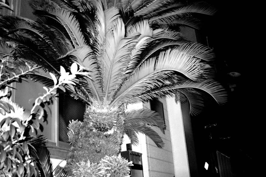 フラッシュ　バルブ　植物