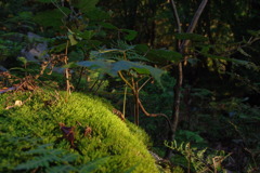 屋久島の苔