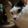 ねこ