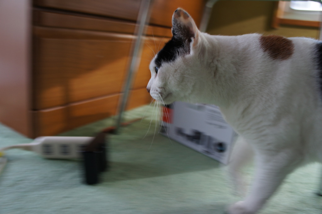 急げ！！