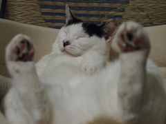 お昼ね