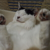 お昼ね