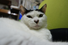 何か用ですか？