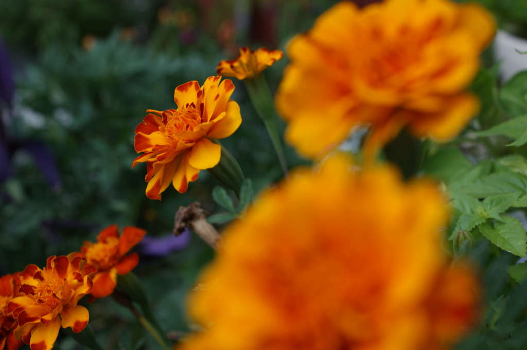 近所の花。