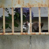 睨み猫