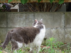 猫背