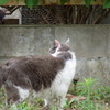猫背