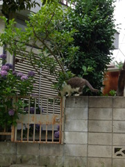 塀の上猫