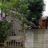 塀の上猫
