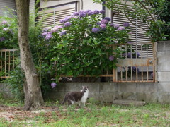 紫陽花猫