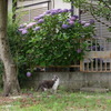 紫陽花猫