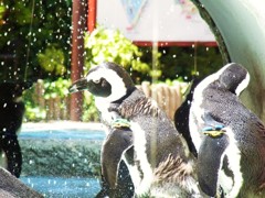 水浴びペンギン