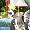 水浴びペンギン