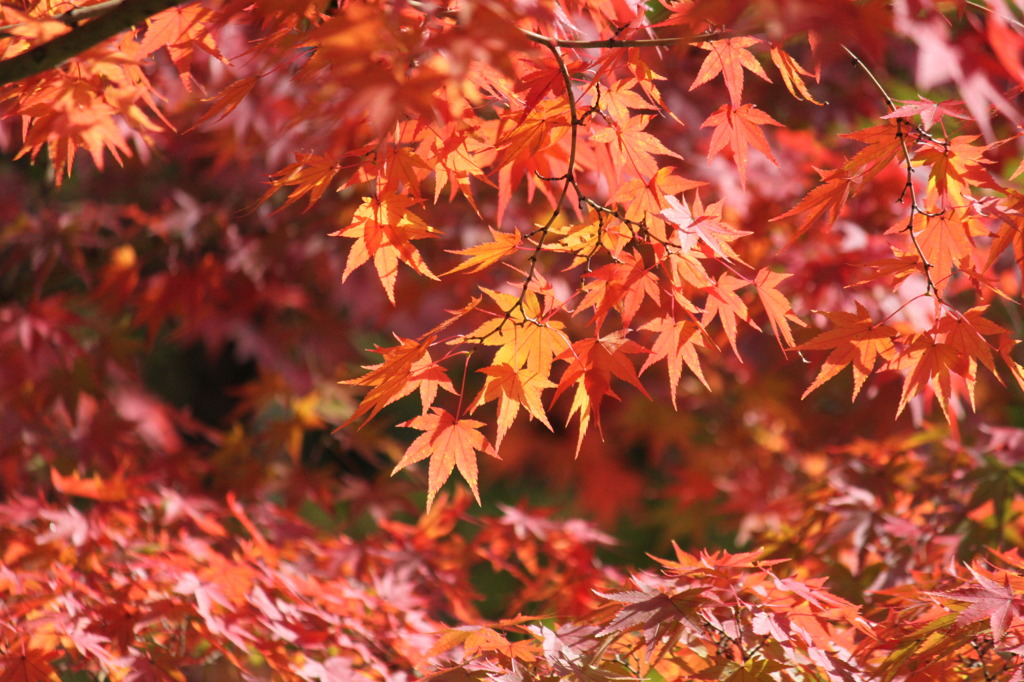 紅葉
