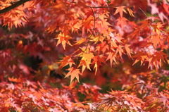 紅葉