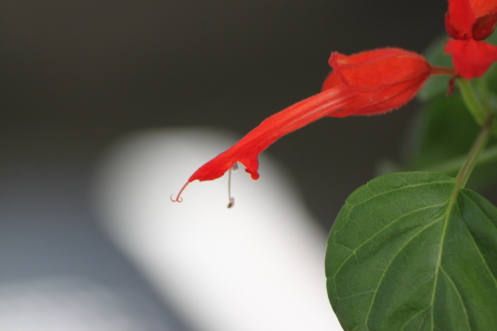 サルビアの花って