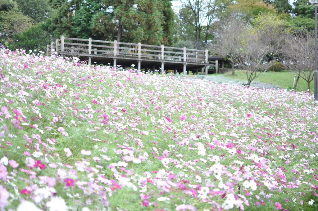 ある公園にて